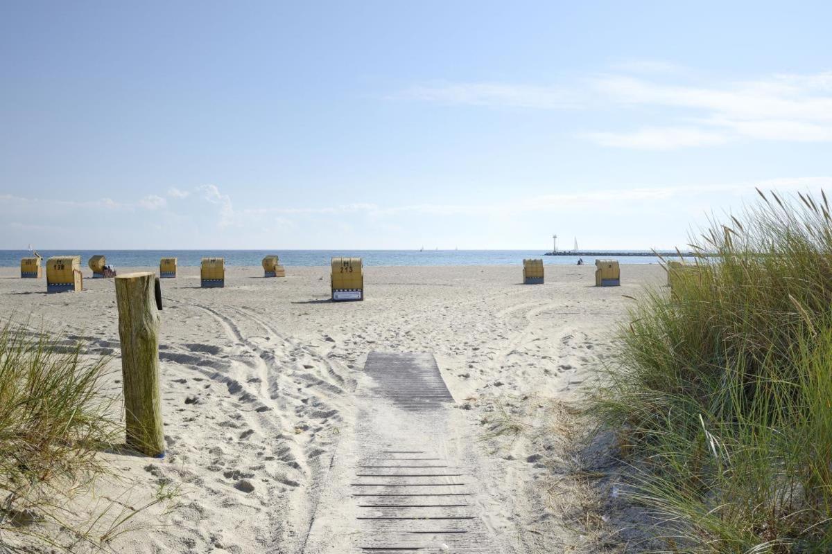 Stranddistel Am Südstrand * Fehmarn